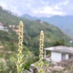 Mimi Chakraborty Instagram –