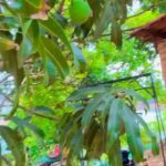 Monal Gajjar Instagram – Good morning my Instagram family. Today I’m sharing my mango of the story 🥭🤣😂🤣

#mango #travel #love #travelgram #diary #monalgajjar Lonavala
