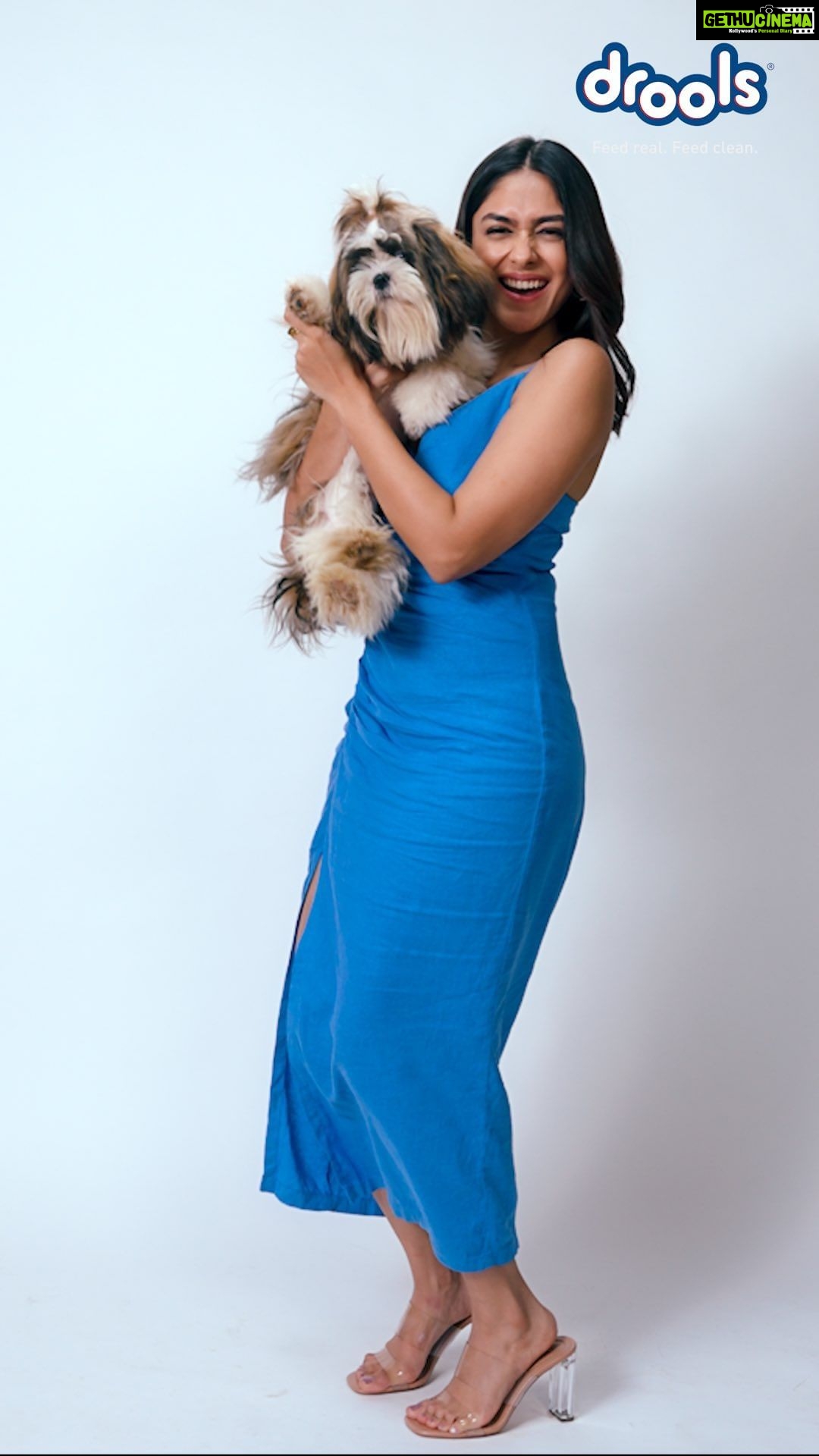 Mrunal Thakur Instagram - As the world spins faster & responsibilities mount, our pets teach us the beauty of living in the moment! Watch, as time slows-down to capture the happiest, fun filled moments with my canine friends! On this very happy International Dog Day, cherish every tail wag and joyful leap with your furry friends & spoil them rotten with @Droolsindia Pet Food & Treats!! 🐶🤍 #InternationalDogDay #SlowMotionMagic #LittleThings #DroolsIndia #Pets #PetFood