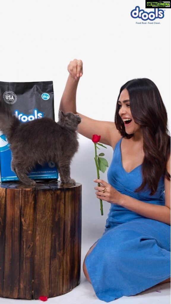 Mrunal Thakur Instagram - I’m smitten by this kitten, but Ms.Whiskers only has eyes for @droolsindia’s, Dry Cat Food! Then again, I don’t blame her: Food > everything 💁🏻‍♀️ Drools- Feed Real, Feed Clean! 🐾 #droolsindia #feedrealfeedclean #cats #catlovers #petfood #pets
