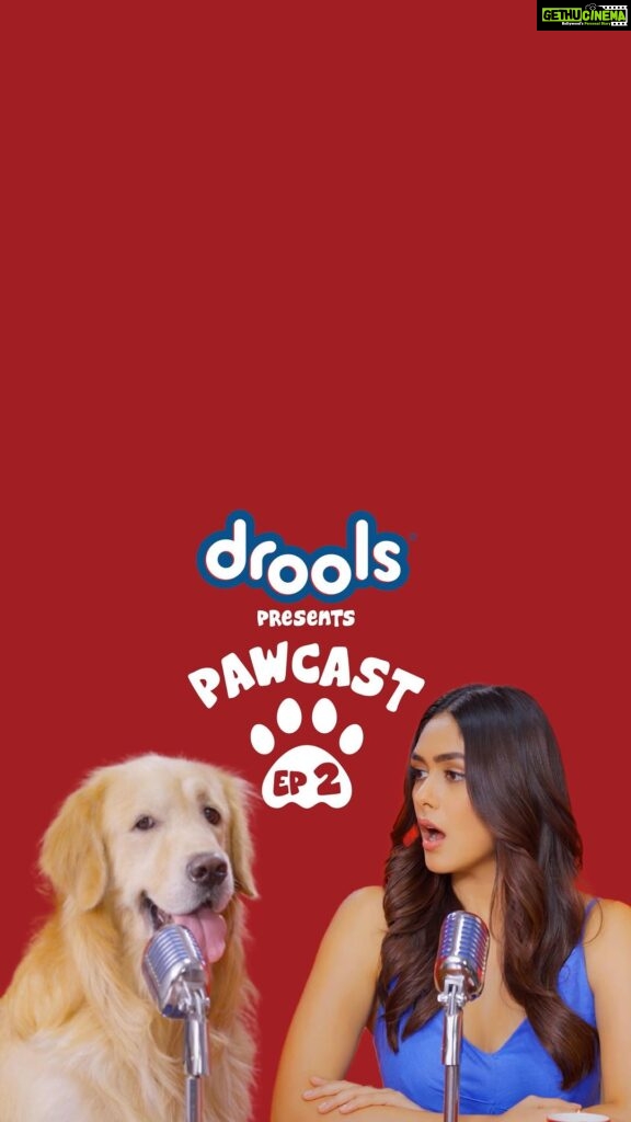 Mrunal Thakur Instagram - Had a su-paw time with Aaryan while recording the @Droolsindia pawcast! He may be a little ruff around the edges, but he’s such a good boy! Tune in to the second episode of the #Pawcast to see all the fun we had and help us solve the mystery of who leaked our photos to the Puparazzi 🧐 #podcast #dogs #cats #petlovers #droolsindia
