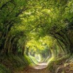Mukti Mohan Instagram - Trees formed a beautiful tunnel, a Trunnel. As I spotted that on a walk with @mohanshakti , I became her target 📷 I like it 🍃 🤍
