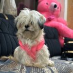 Muskan Bamne Instagram - Happiest Birthday BabyGirl 🐾 @qoohoobabyy You’re such a blessing to me ❤️ #chachukachuha #Qoohoo #birthday