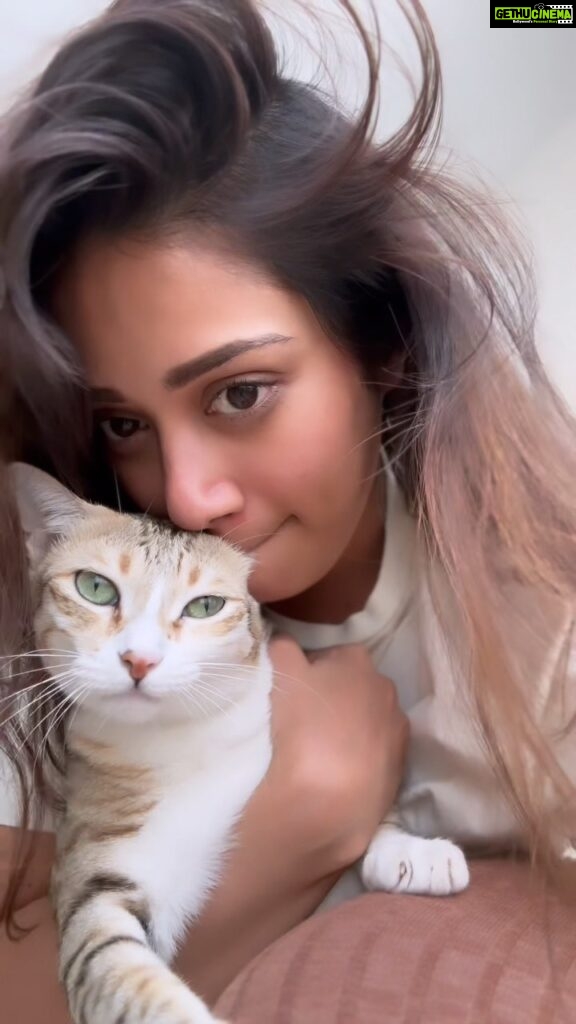 Nivetha Pethuraj Instagram - Because tigy deserves his ears to be eaten and to be on the grid #catsofinstagram