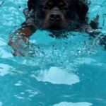 Nusrat Jahan Instagram – Happy World Dog Day to all my fellas out there 🐶
#internationaldogday