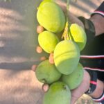 Patralekha Instagram - We plucked some mangoes🥭 #shootdiaries Maharashtra