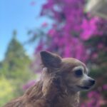 Patralekha Instagram - I love you….Always will❤️ Our little precious Dude…
