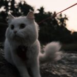 Pooja Devariya Instagram - We likey rocks and mud and streams 🐾🌸🏞️🪨🛖 #rumi #explore #catsofinstagram #catsdaily #pettravel #travelcat #stream #karnataka #incredibleindia #fuji #fujix100v #fujifilm #fujifilmindia #catlife #cat #paw #fujianalog Western Ghats
