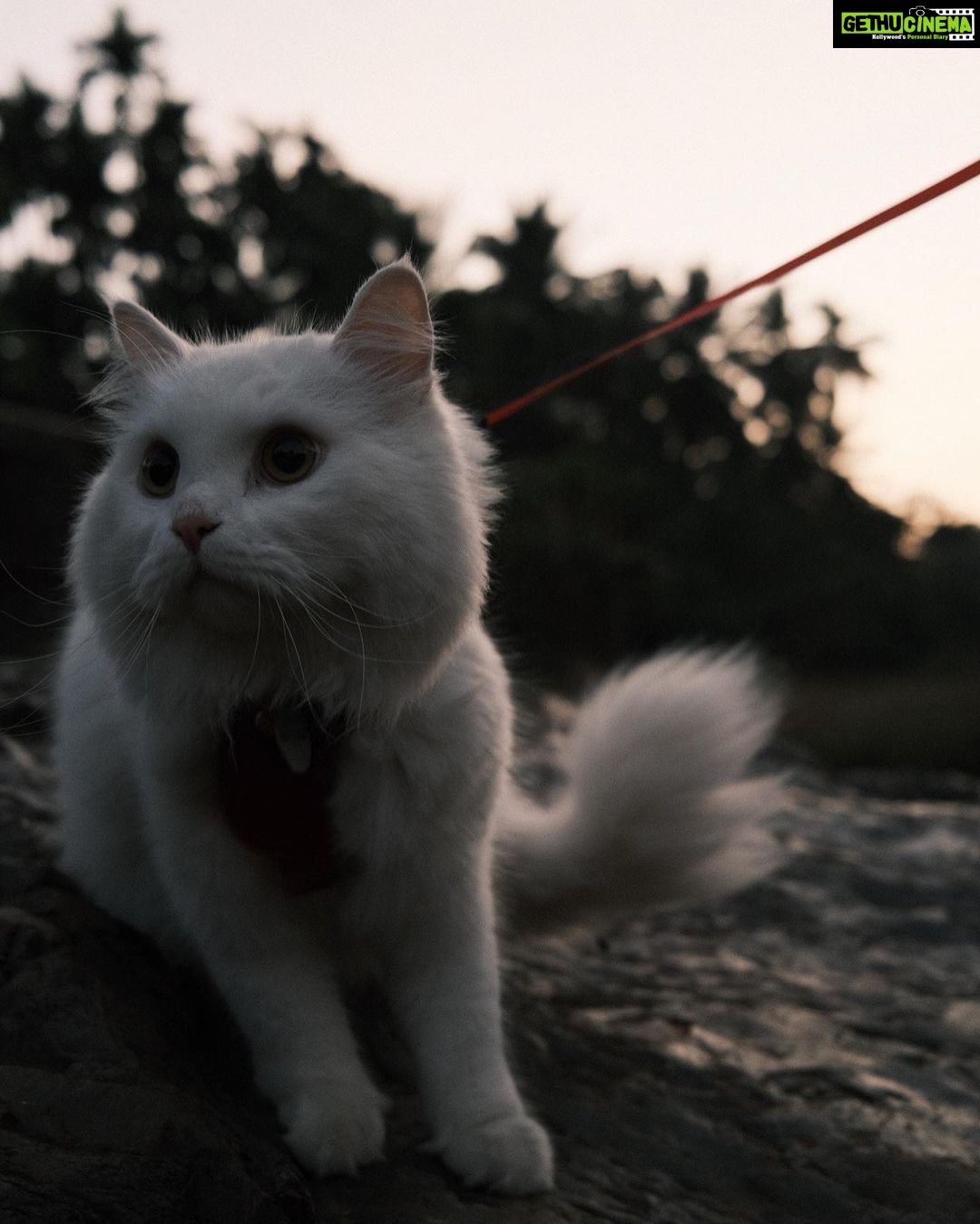 Pooja Devariya Instagram - We likey rocks and mud and streams πΎπΈποΈπͺ¨π #rumi #explore #catsofinstagram #catsdaily #pettravel #travelcat #stream #karnataka #incredibleindia #fuji #fujix100v #fujifilm #fujifilmindia #catlife #cat #paw #fujianalog Western Ghats