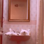Pooja Devariya Instagram - King of good times. 🛁🫧🐈🌸 📍Another Basin #chillinlikeavillain #SastaJacuzi Goa