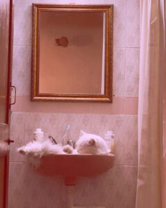 Pooja Devariya Instagram - King of good times. 🛁🫧🐈🌸 📍Another Basin #chillinlikeavillain #SastaJacuzi Goa