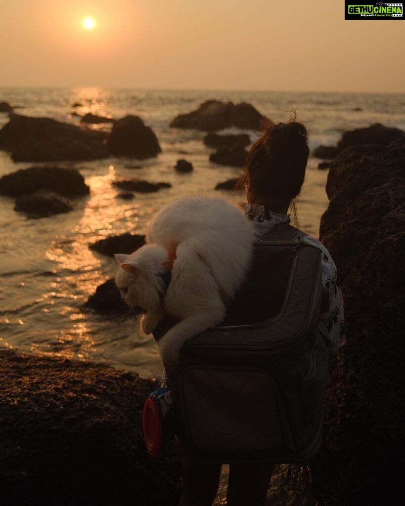Pooja Devariya Instagram - Cat’s out of the bag! 🐈 🎒 We had another one of our “discovering what Rumi likes” moments, yesterday. You surprise us pleasantly, everytime, ru-ru. I love our companionship 🤍🌸✨🐾🌈♥️ #rumi #RumiSees #travel #travelcat #catsofinstagram #cats #beach #goa #incredibleindia #adventure #catadventures #sea ##coast #hike #trekking #outdoorcat #purr #pawnderlust #sunset Arambol