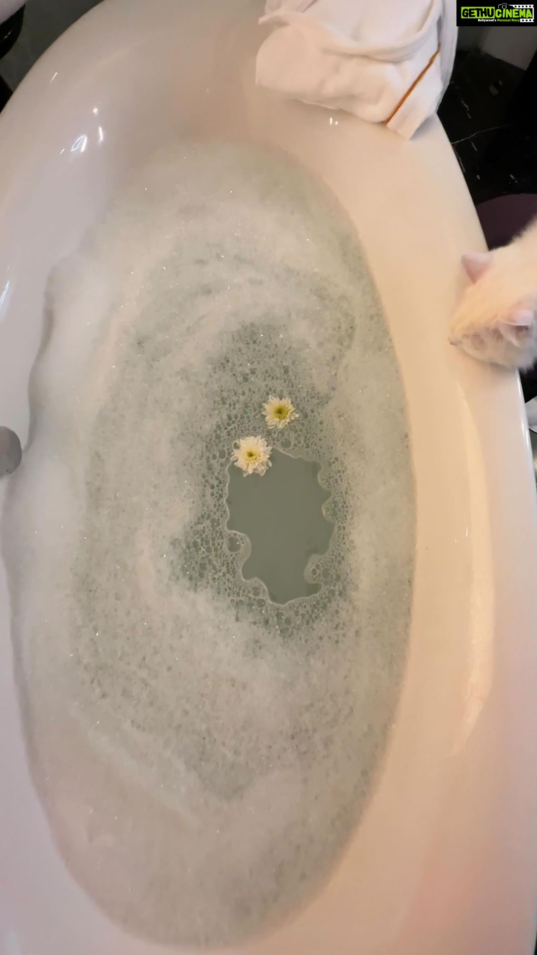 Pooja Devariya Instagram - Rumi was seeking a cleanse and blow dry I suppose π π€·πΎββοΈ That squeaky clean wink at the end π₯Ή #MischiefRumi #rumiquotes #turkishangora #cats #catbath #perfriendlyhotels #cat #catsofinstagram #catlife #catmemes Mumbai, Maharashtra