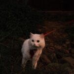 Pooja Devariya Instagram - We likey rocks and mud and streams 🐾🌸🏞️🪨🛖 #rumi #explore #catsofinstagram #catsdaily #pettravel #travelcat #stream #karnataka #incredibleindia #fuji #fujix100v #fujifilm #fujifilmindia #catlife #cat #paw #fujianalog Western Ghats
