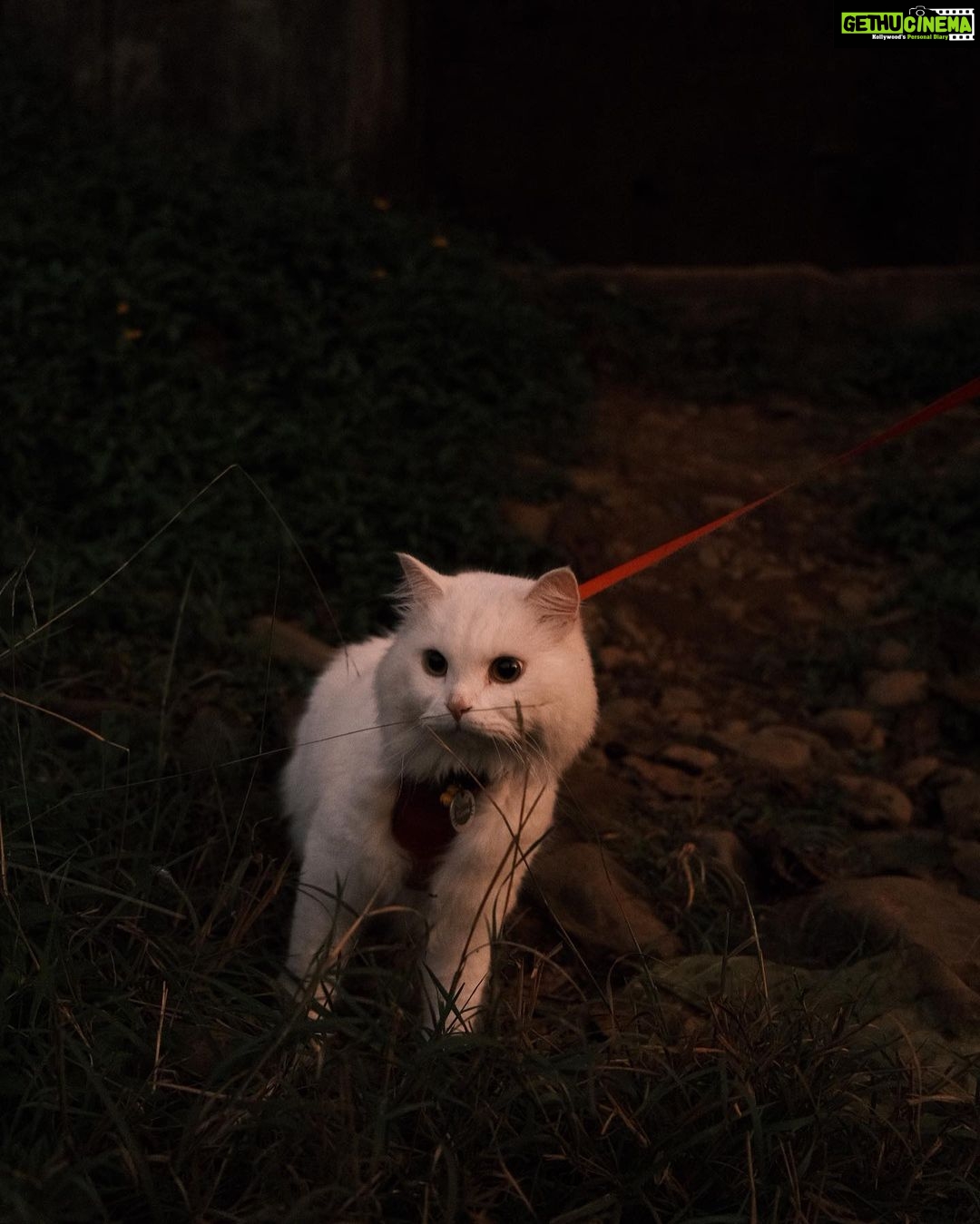 Pooja Devariya Instagram - We likey rocks and mud and streams πΎπΈποΈπͺ¨π #rumi #explore #catsofinstagram #catsdaily #pettravel #travelcat #stream #karnataka #incredibleindia #fuji #fujix100v #fujifilm #fujifilmindia #catlife #cat #paw #fujianalog Western Ghats