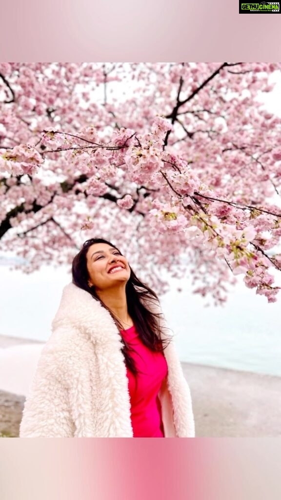 Pooja Jhaveri Instagram - The first cherry blossom experience ! And it was just like this video… dreamy and surreal ! Though it was cloudy, rainy and there were a bunch of tourist, my experience wasn’t ruined by anything. We walked around 4000 steps all the way up till the #jeffersonmemorial and I would say it was totally worth it ! Tip : Go early in the morning (you’ll meet less crowd and you can also catch the beautiful sunrise 😍) #cherryblossom #washingtondc #tourist #touristrythings #travelwithme #dc #dmv #tourism #dctourist #dcguide #traveller #photography