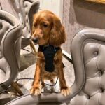 Poonam Dhillon Instagram - Happy International Dogs Day to all Doggies & Dog Parents. My Darling Peanut really brings Joy and love & cuddles & Licks & endless Happiness in our life !! Thank God for the pure love ❤️