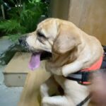 Pranutan Bahl Instagram - lately.. 🐶🎸🌧️🌊🥘♥️