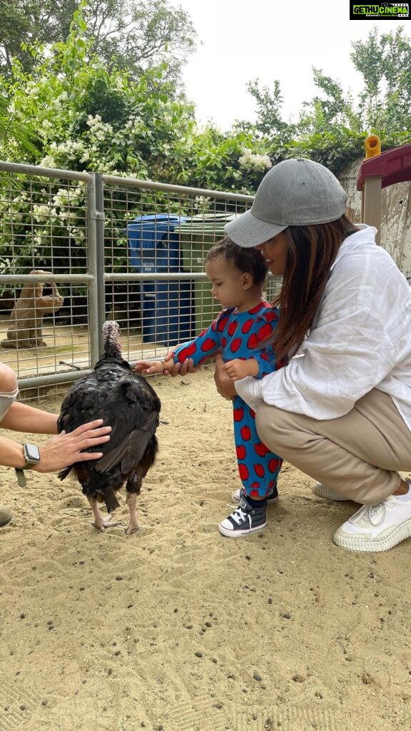 Priyanka Chopra Instagram - Farm life with our favorite uncle @franklinjonas at the lovely @kfar_saba_urban_farm So quaint and fun. Thank you miss Limore. #goat 🐐 Los Angeles, California