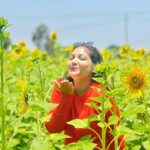 Priyanka Nalkari Instagram - #sunflowers #farm #mysore #vacationmode #family #friends #holiday #mandatorypics #naturelovers #orangetop #instagood #instadaily #instalike #instagram Mysore, Karnataka