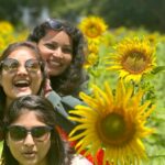 Priyanka Nalkari Instagram - #sunflowers #farm #mysore #vacationmode #family #friends #holiday #mandatorypics #naturelovers #orangetop #instagood #instadaily #instalike #instagram Mysore, Karnataka