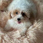 Priyanka Nalkari Instagram - #barbie #barbiegirl #babygirl #cute #toypoodle #instapoodle #instagram #mylovetowardspets #petslove #newbed #shelovedit #matching #loveubarbiepapa HOWZ D NAME ?