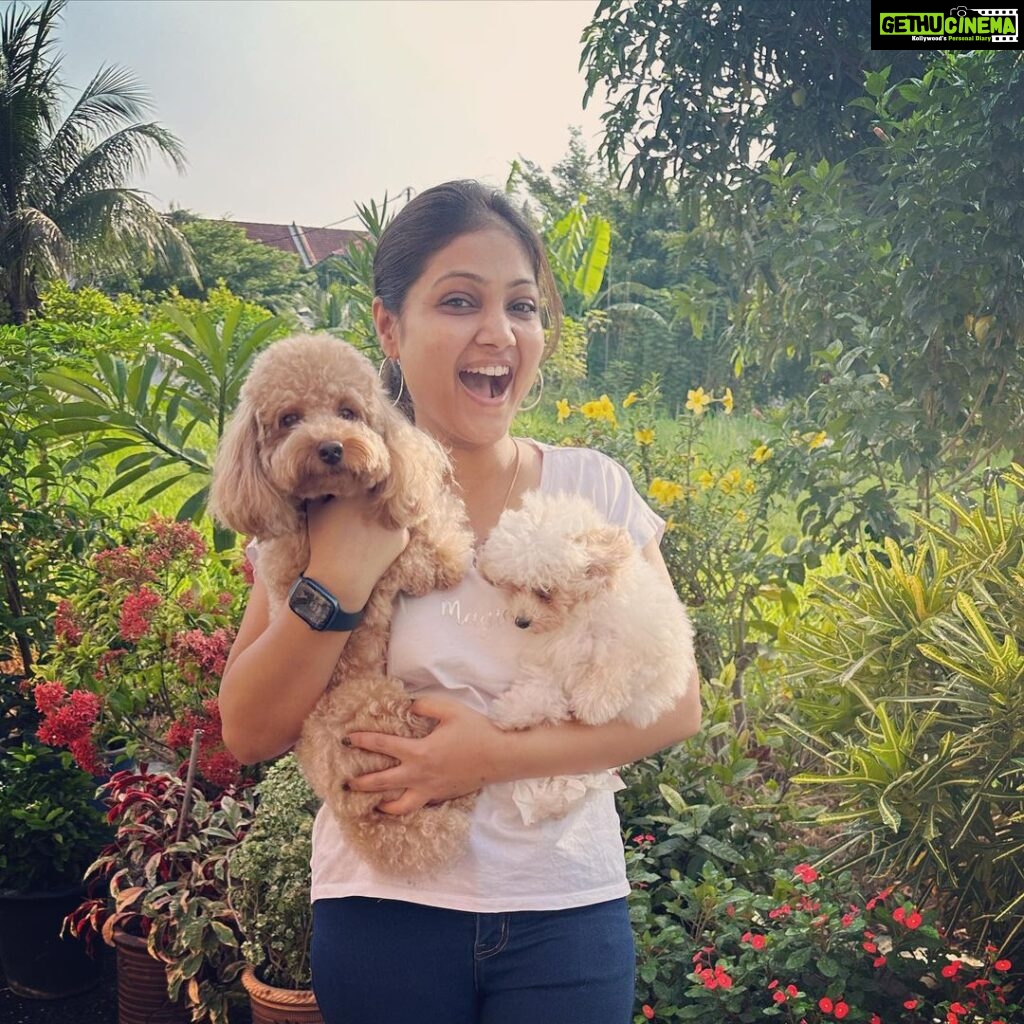 Priyanka Nalkari Instagram - #pandu #barbie #cute #we3 #toypoodles #mylovetowardspets #peddhodu #chinnadhi #peace #happiness #greenery #backyard #ippo #instagram #instagood #instadaily #instamood Ipoh, Perak