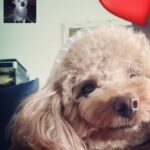 Priyanka Nalkari Instagram - #venny #prince #pappu #pandu videocalls #cutevennynpandu #mypets #petslover #indianmalaysia #missing #toypoodle #pomerian #lovetowardspets🤗😍😍 #expression #goodmorning #canttakemyryesoff #