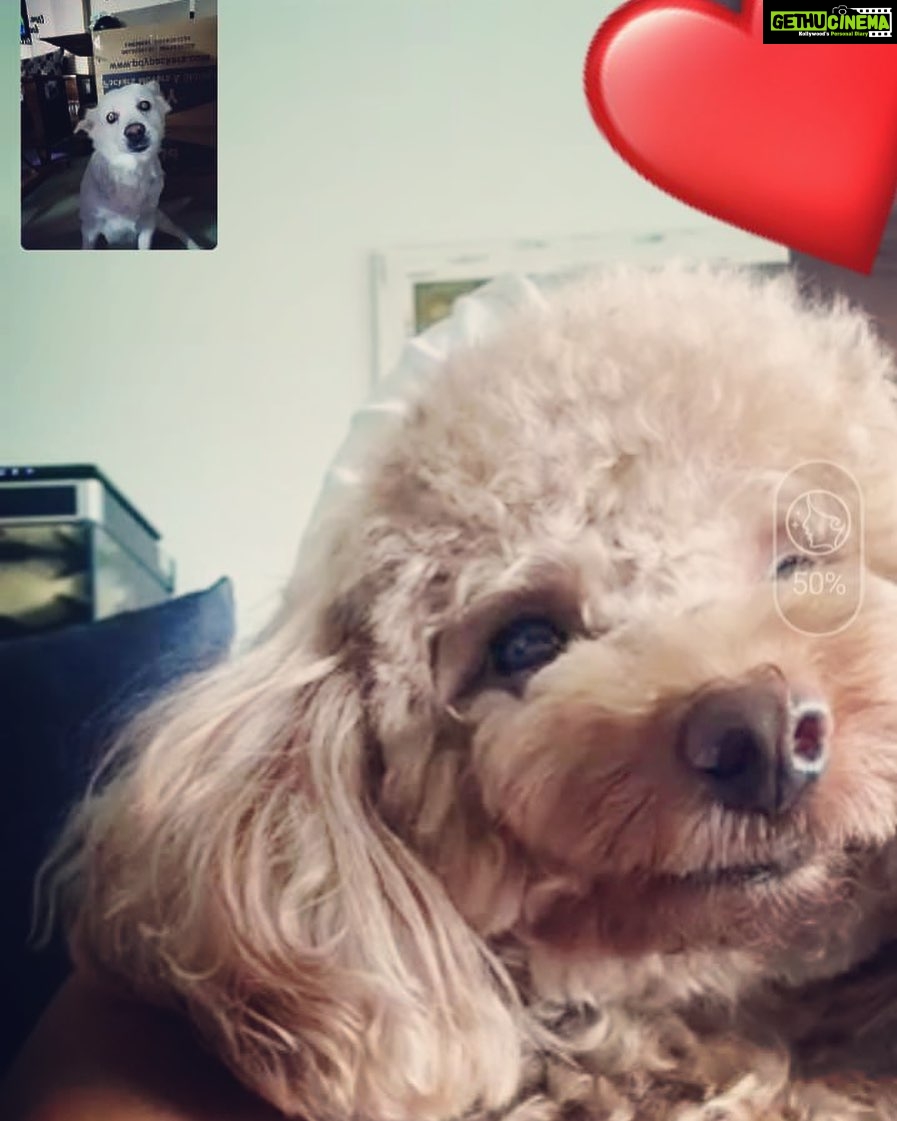 Priyanka Nalkari Instagram - #venny #prince #pappu #pandu videocalls #cutevennynpandu #mypets #petslover #indianmalaysia #missing #toypoodle #pomerian #lovetowardspets🤗😍😍 #expression #goodmorning #canttakemyryesoff #