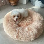 Priyanka Nalkari Instagram - #barbie #barbiegirl #babygirl #cute #toypoodle #instapoodle #instagram #mylovetowardspets #petslove #newbed #shelovedit #matching #loveubarbiepapa HOWZ D NAME ?