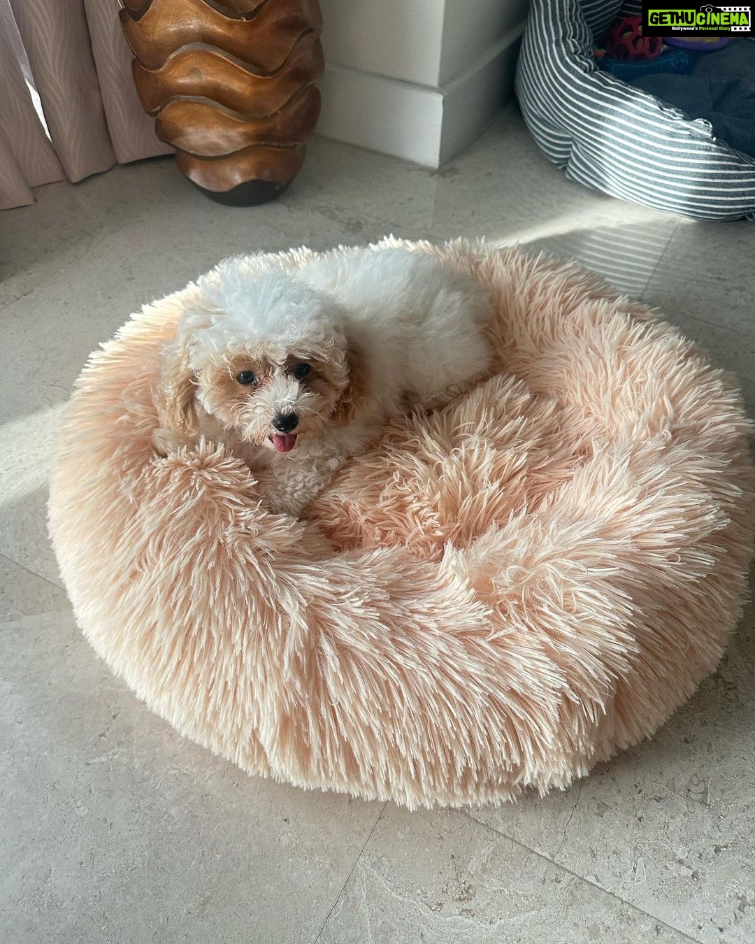 Priyanka Nalkari Instagram - #barbie #barbiegirl #babygirl #cute #toypoodle #instapoodle #instagram #mylovetowardspets #petslove #newbed #shelovedit #matching #loveubarbiepapa HOWZ D NAME ?