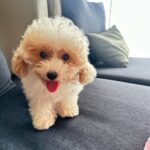 Priyanka Nalkari Instagram - #princesswithqueen #weboth #cute #nowwer4👨‍👩‍👧‍👧 #family #cutetoypoodle #whitepoodle #newfamilymember #girl #insta #instagram #instadaily #instamood #suggestnamesincomments 😊 #ihavechoosenonename #letseemyfriendswillguessmytaste🥰