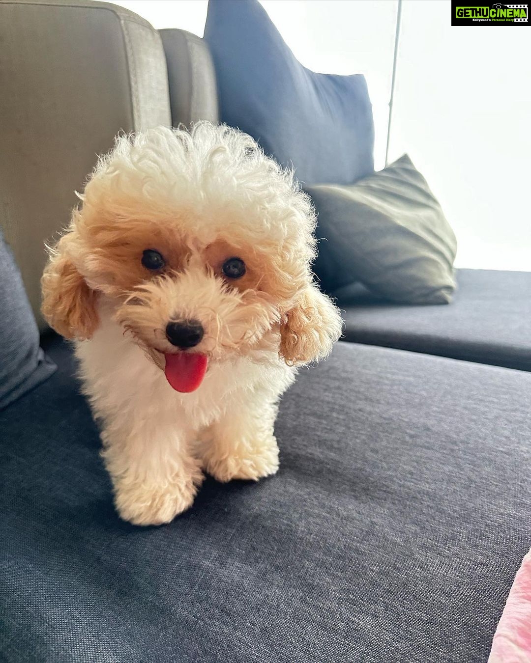 Priyanka Nalkari Instagram - #princesswithqueen #weboth #cute #nowwer4👨👩👧👧 #family #cutetoypoodle #whitepoodle #newfamilymember #girl #insta #instagram #instadaily #instamood #suggestnamesincomments 😊 #ihavechoosenonename #letseemyfriendswillguessmytaste🥰