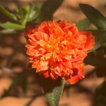 Rachana Narayanankutty Instagram - Exploring the photography skills..😊 Shot by - Your’s Truly 😊 Shot in #appleiphone13promax Wide camera - 26 mm ʄ 1.5 12 MP 3024*4032 805 KB #plantphotography #flowers #photography #iphonephotography #13promax #nature #plantlife #heif #26mm #focullength