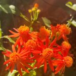 Rachana Narayanankutty Instagram - Exploring the photography skills..😊 Shot by - Your’s Truly 😊 Shot in #appleiphone13promax Wide camera - 26 mm ʄ 1.5 12 MP 3024*4032 805 KB #plantphotography #flowers #photography #iphonephotography #13promax #nature #plantlife #heif #26mm #focullength