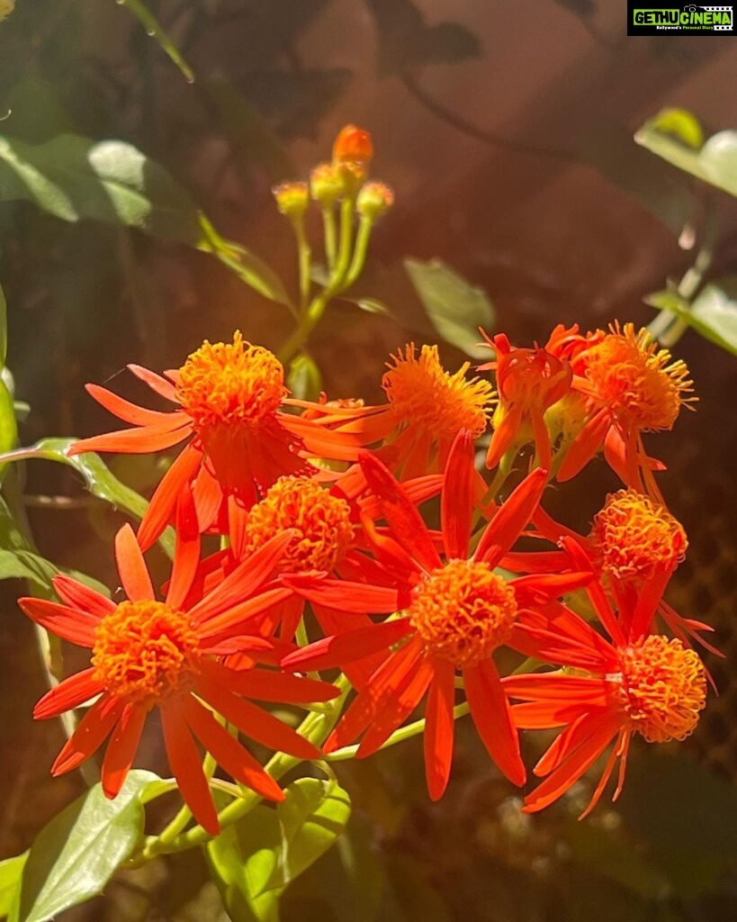 Rachana Narayanankutty Instagram - Exploring the photography skills..😊 Shot by - Your’s Truly 😊 Shot in #appleiphone13promax Wide camera - 26 mm ʄ 1.5 12 MP 3024*4032 805 KB #plantphotography #flowers #photography #iphonephotography #13promax #nature #plantlife #heif #26mm #focullength