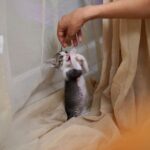 Raiza Wilson Instagram - You mess with the meow meow you get the peow peow 🥊
