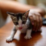 Raiza Wilson Instagram – You mess with the meow meow you get the peow peow 🥊