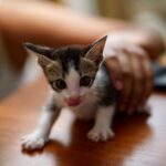 Raiza Wilson Instagram - You mess with the meow meow you get the peow peow 🥊