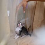 Raiza Wilson Instagram - You mess with the meow meow you get the peow peow 🥊