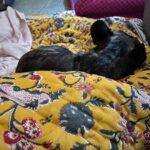 Ramya Pandian Instagram - I had no inkling that my bond with puppies will become so intact until this bomb of love barged into my life ♥️… Her innocent face, the way it misses my absence, welcoming me home, it’s clingy nature, even my kindred cannot dare to touch my possession is the extent of her guardianship, her demeanor in becoming my bed-sharer, I can go on and on but stopping it here for the sake of stopping. In a nutshell, she is an epitome of endearment and an affable companion 🐶… Feeling head over heels in love. Thanks for bringing her home, into my life♥️ and vice versa😜 @sundari_designer #chanel #myamuluuuus #frenchie