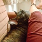 Ramya Pandian Instagram - I had no inkling that my bond with puppies will become so intact until this bomb of love barged into my life ♥️… Her innocent face, the way it misses my absence, welcoming me home, it’s clingy nature, even my kindred cannot dare to touch my possession is the extent of her guardianship, her demeanor in becoming my bed-sharer, I can go on and on but stopping it here for the sake of stopping. In a nutshell, she is an epitome of endearment and an affable companion 🐶… Feeling head over heels in love. Thanks for bringing her home, into my life♥️ and vice versa😜 @sundari_designer #chanel #myamuluuuus #frenchie