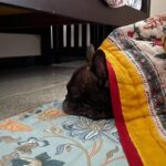 Ramya Pandian Instagram - I had no inkling that my bond with puppies will become so intact until this bomb of love barged into my life ♥️… Her innocent face, the way it misses my absence, welcoming me home, it’s clingy nature, even my kindred cannot dare to touch my possession is the extent of her guardianship, her demeanor in becoming my bed-sharer, I can go on and on but stopping it here for the sake of stopping. In a nutshell, she is an epitome of endearment and an affable companion 🐶… Feeling head over heels in love. Thanks for bringing her home, into my life♥️ and vice versa😜 @sundari_designer #chanel #myamuluuuus #frenchie