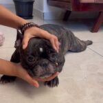 Ramya Pandian Instagram - Cutie patotie my Frenchie 🐶🐾♥️ #chanel #frenchie #mybestie #puppy #puppies