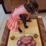 Ramya Pandian Instagram – Sharing birthdays with my favourite Leo – Chanel 🫶♥️🐾

#ramyapandian 
#frenchie #birthday