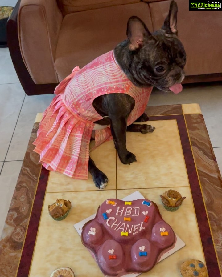 Ramya Pandian Instagram - Sharing birthdays with my favourite Leo - Chanel 🫶♥️🐾 #ramyapandian #frenchie #birthday