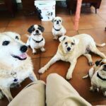 Ranjini Haridas Instagram - It’s all about focus !!!😬 #mybabies #thenotsofamous5 #treattime