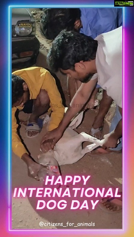 Rashmi Gautam Instagram - This International Dog Day, let's pledge to safely discard plastic jars & other toxic materials which cause harm and distress to the animals around us! 🐶🎉 Celebrate the unconditional love and joy that our furry friends from the streets bring into our lives. And Embrace the beauty of Indian dogs! 🇮🇳🐕 These incredible indigenous Indian breeds are known for their resilience and loyalty. They are a part of our heritage and deserve all the love and care. ▶️ Share your stories, showcase your Indian dogs and their unique actions, and promote adoption to give these furries a forever home. Let's cherish and protect our own furry treasures! #LoveIndianDogs #Adoptdontshop #InternationalDogDay