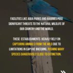Rashmi Gautam Instagram - #nomorecaptivityforentertainment Spread the word @peepalfarm @panneeruteja @citizens_for_animals @locaterobin @pfahyderabad @ktrtrs