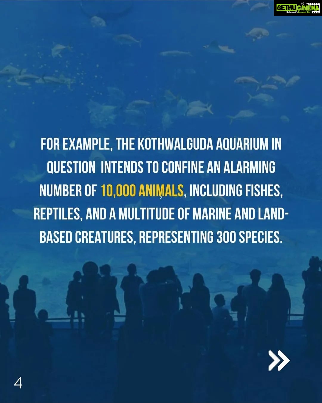 Rashmi Gautam Instagram - #nomorecaptivityforentertainment Spread the word @peepalfarm @panneeruteja @citizens_for_animals @locaterobin @pfahyderabad @ktrtrs